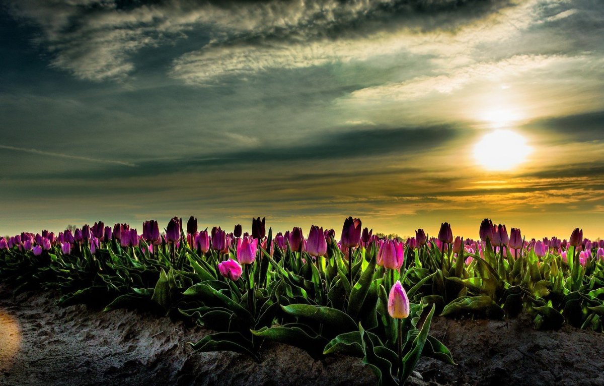 Тюльпаны на закате