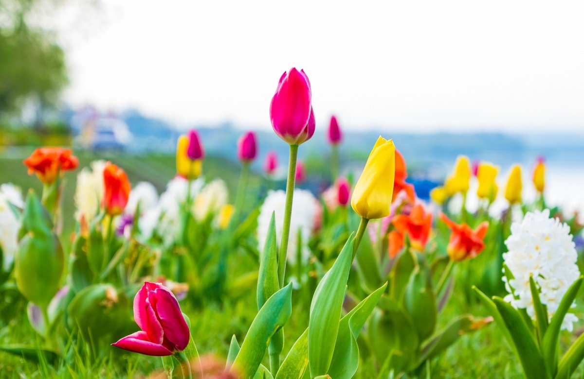 Фотообои весенние тюльпаны в интерьере