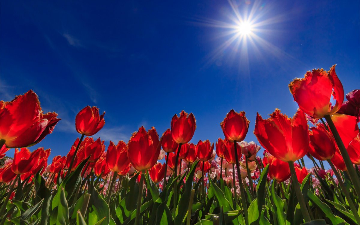 Тюльпаны и солнце