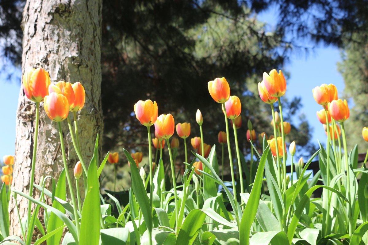 Тюльпаны весенние бук