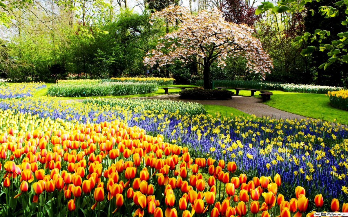 Keukenhof Gardens Нидерланды