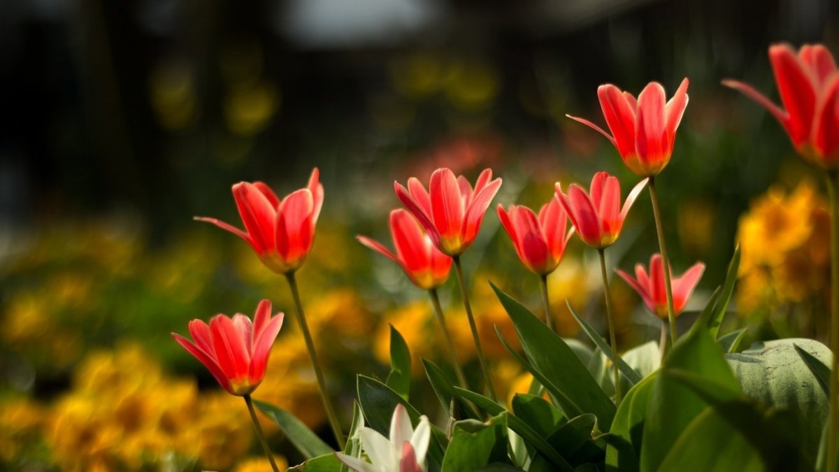 Лето тюльпаны