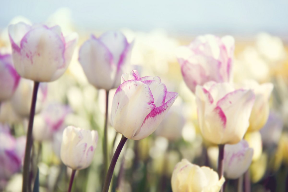 Тюльпаны пастельных тонов