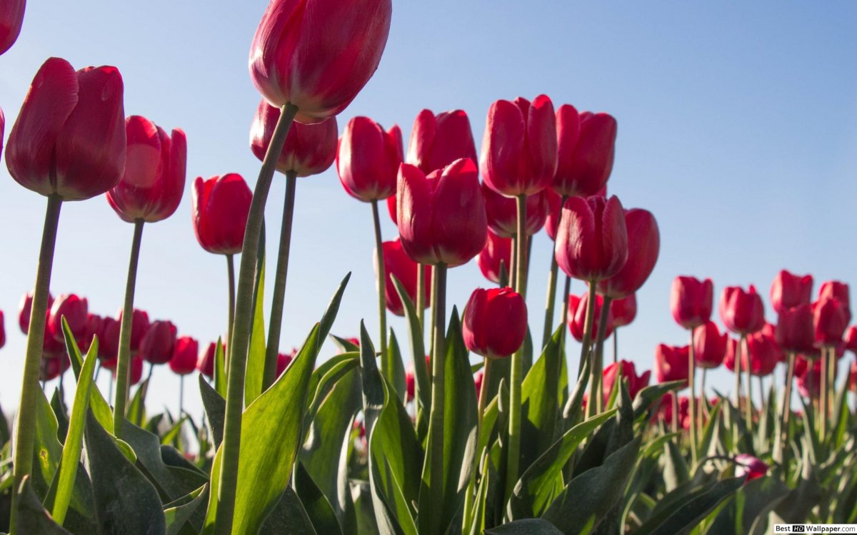 Цветы тюльпаны