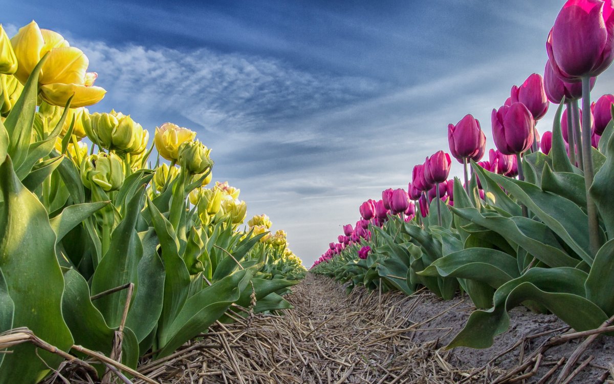 Поле тюльпанов
