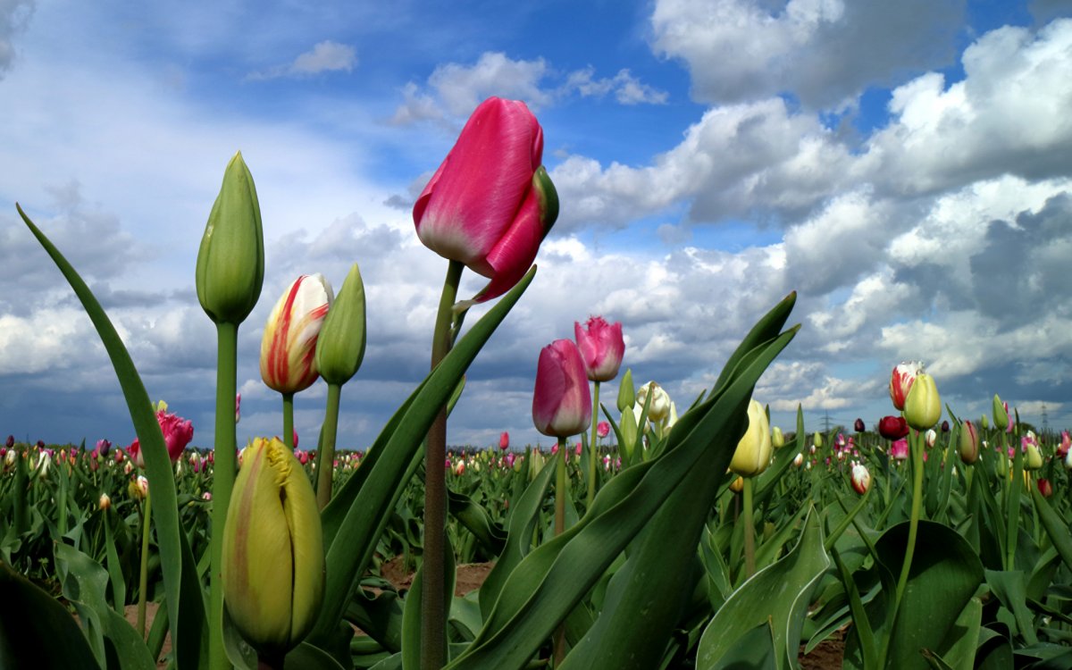 Поле тюльпанов
