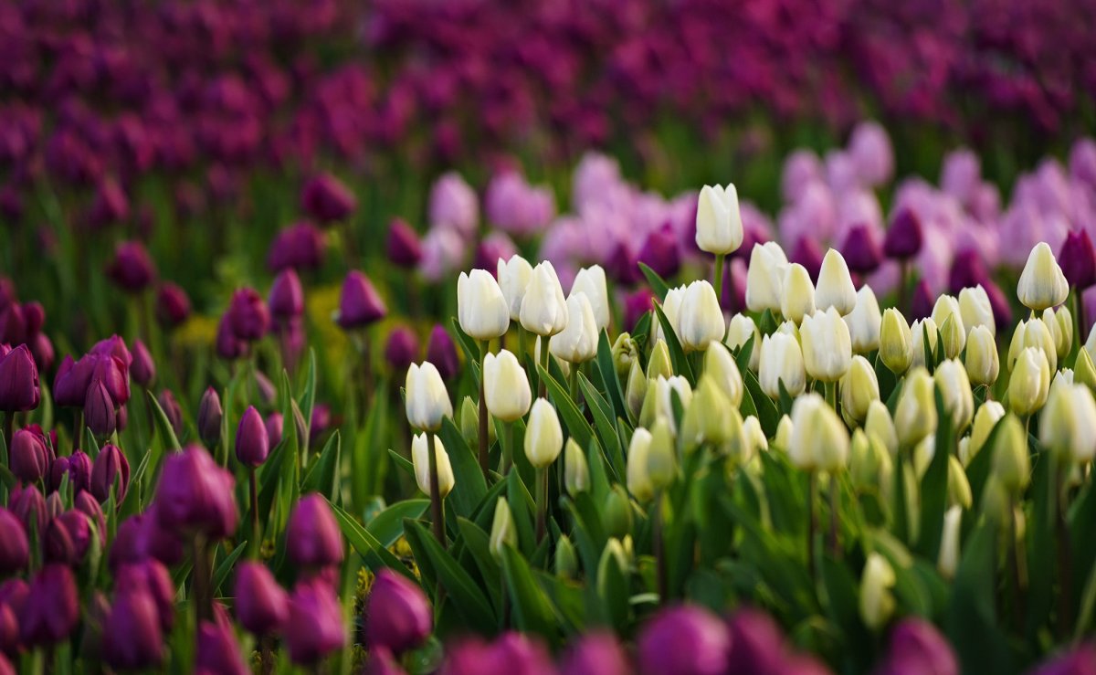 Поле весенних цветов