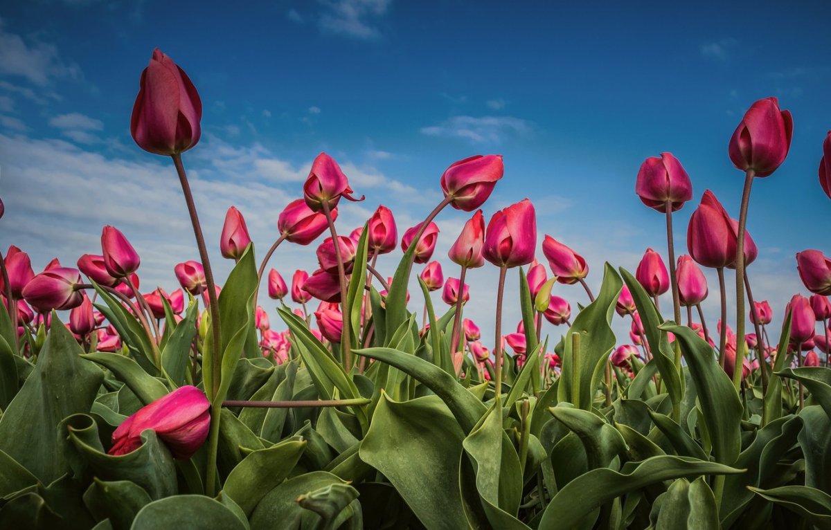 Тюльпаны весной