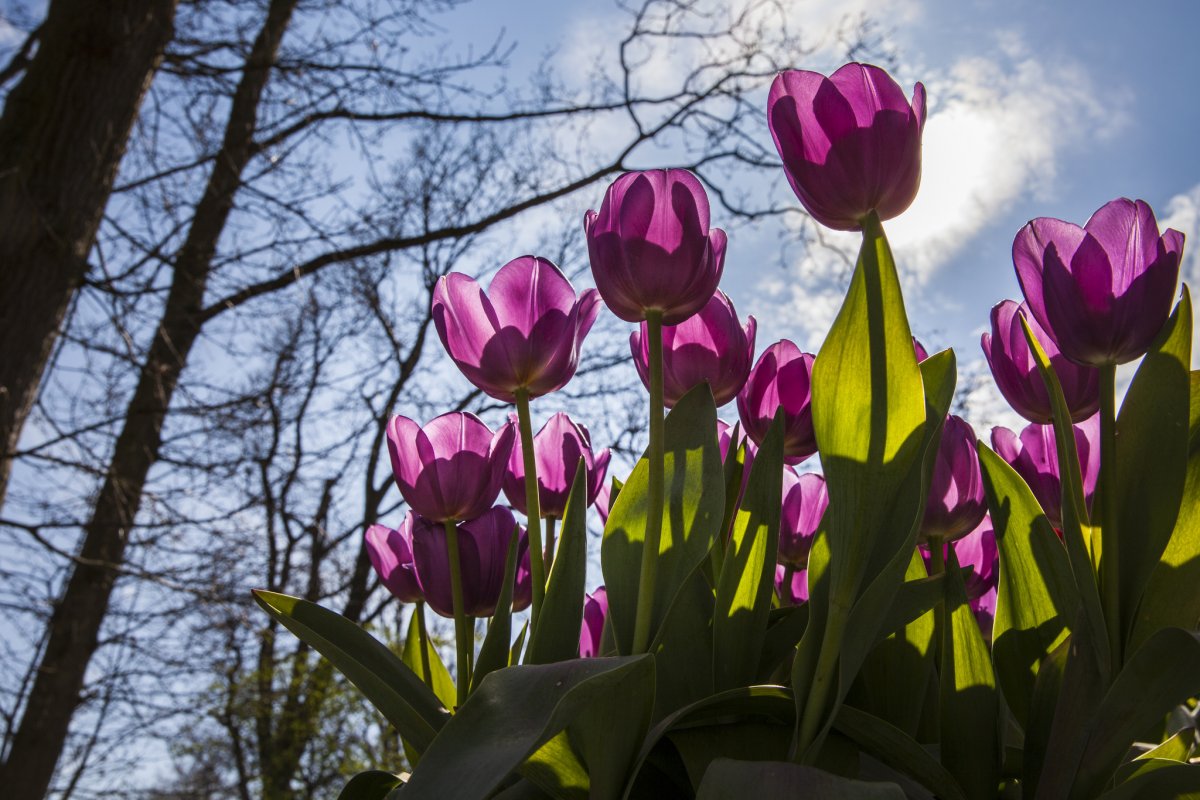 Тюльпаны вертикальные