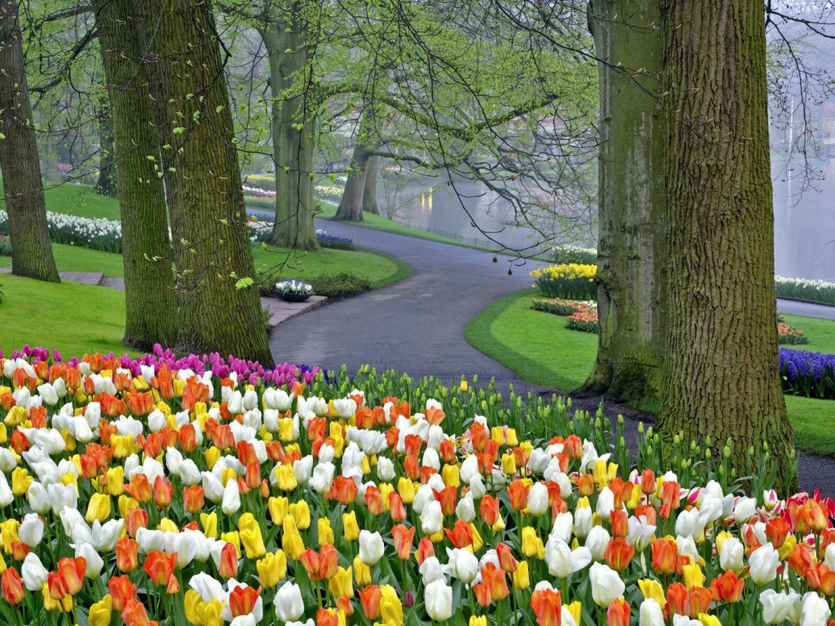 Тюльпаны в природе