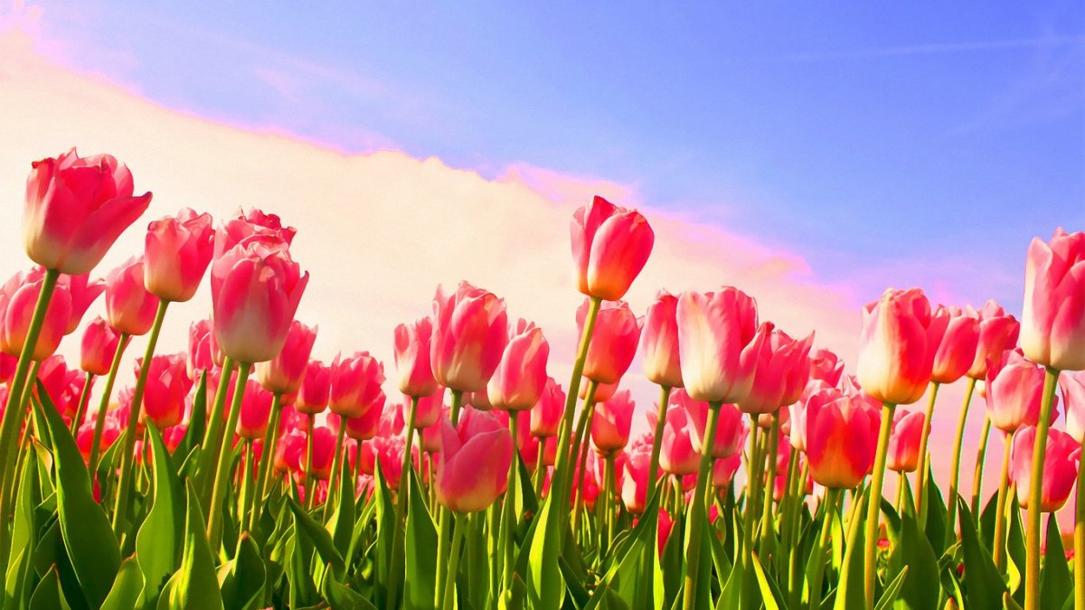 Тюльпаны фон