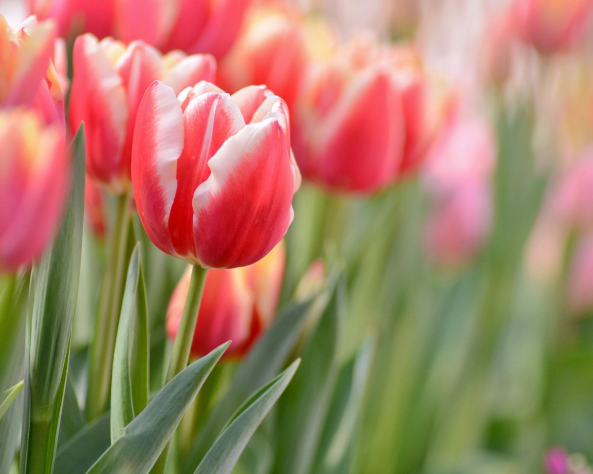 Весна тюльпаны