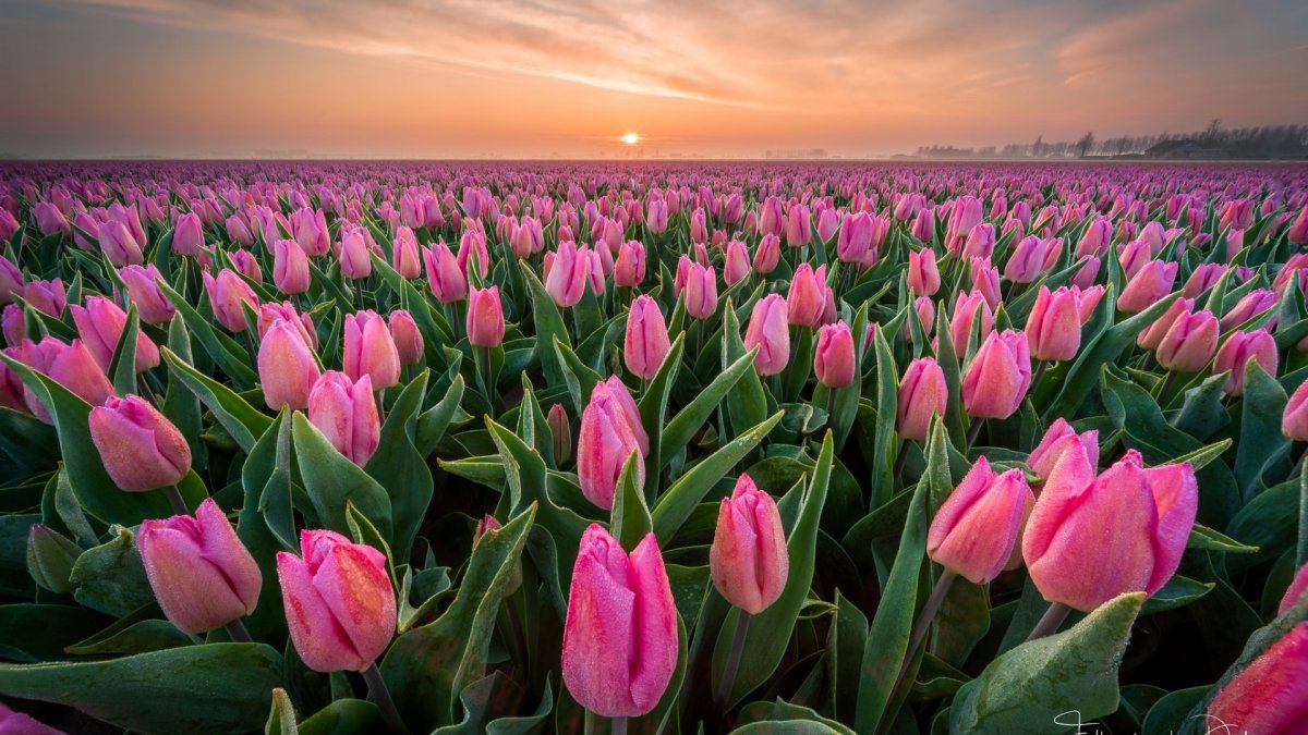 Голландские тюльпаны Поу