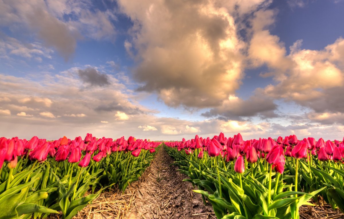 Море тюльпанов