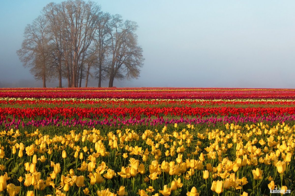 Агрокультурные ландшафты тюльпаны
