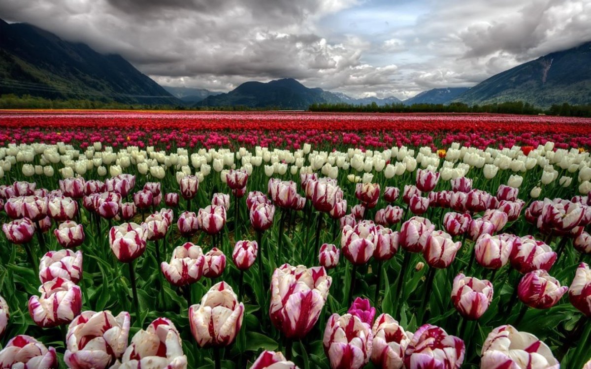 Море тюльпанов