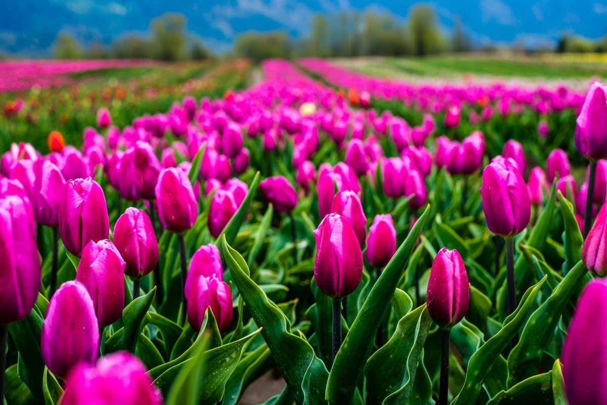 Поле тюльпанов
