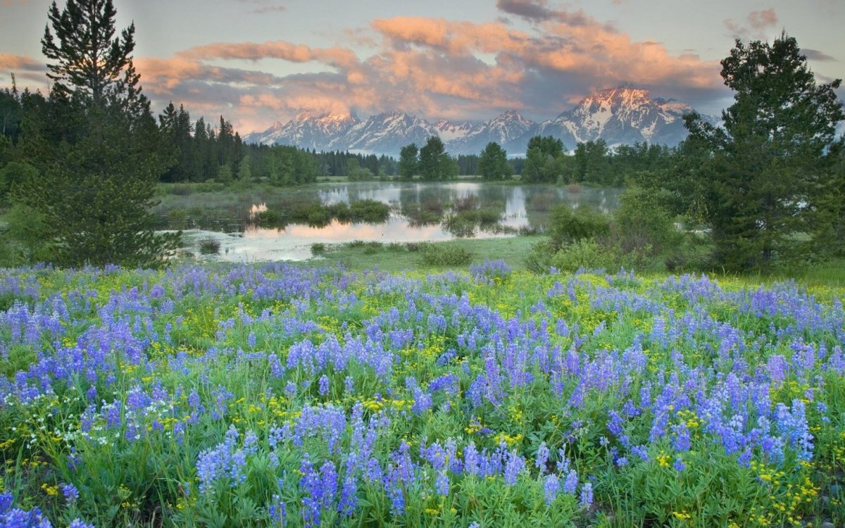 Весна природа Поляна