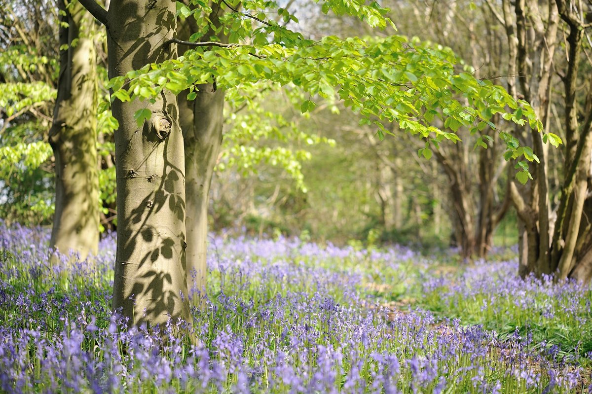 Весенняя природа