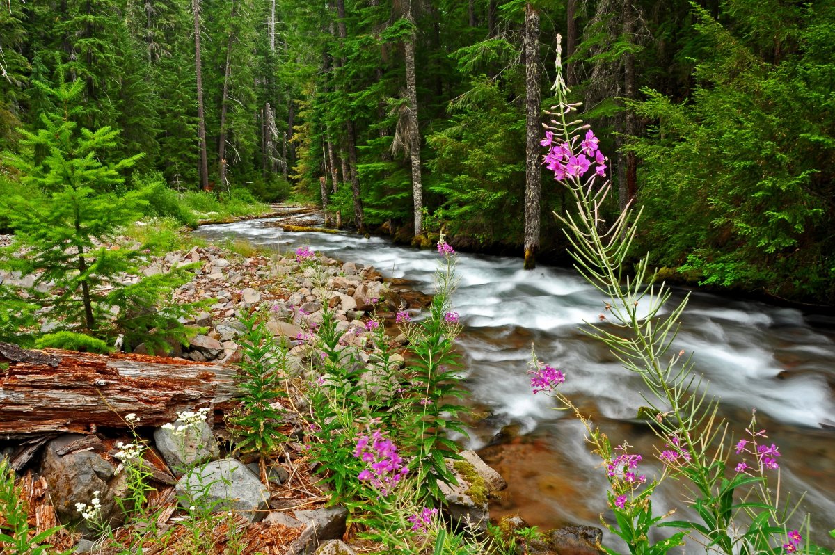 Алтай Кедровый ручей