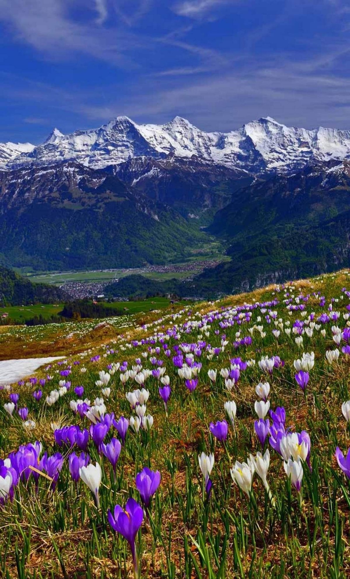 Крокус горный цветок