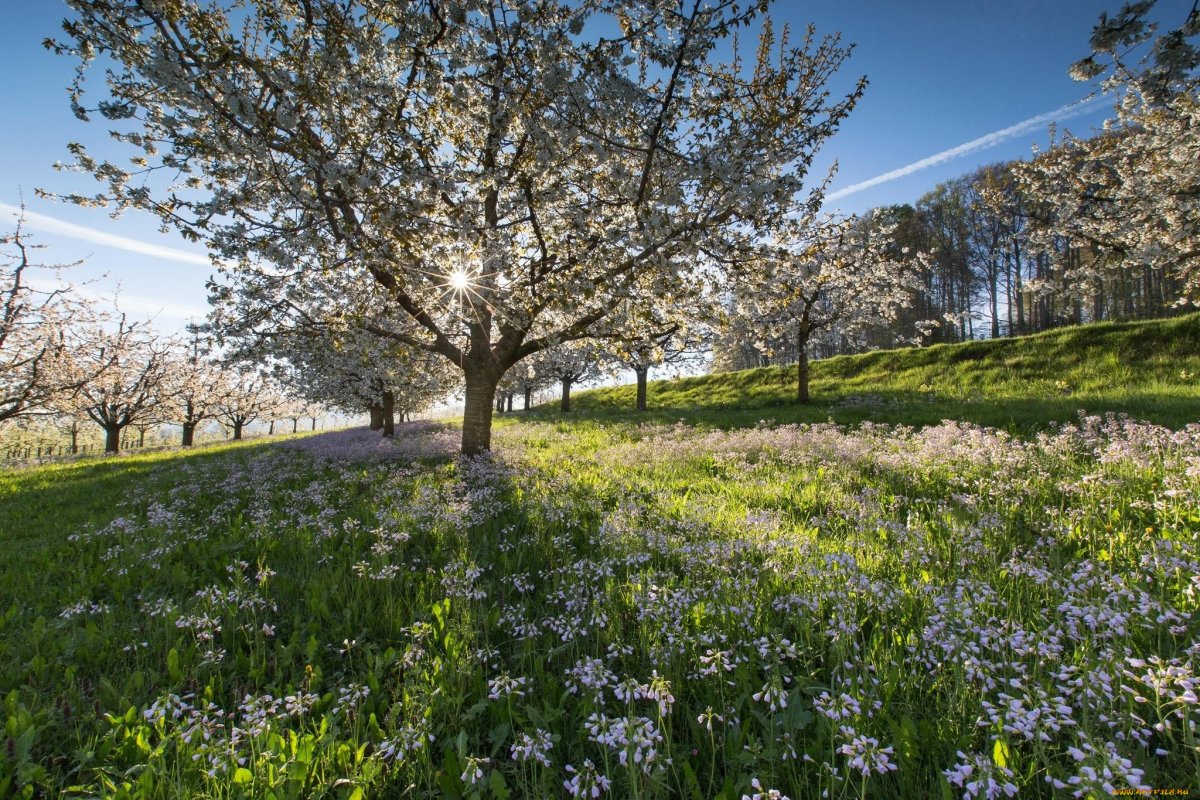 Природа весной