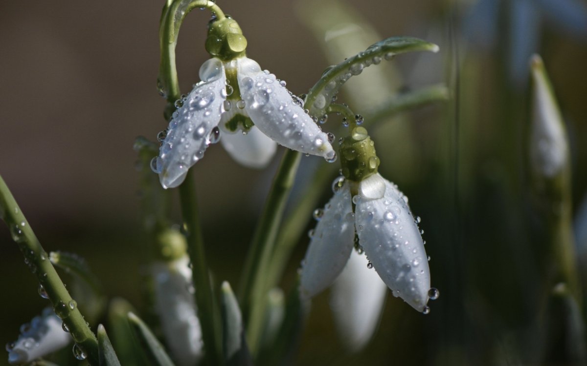 Весенняя капель