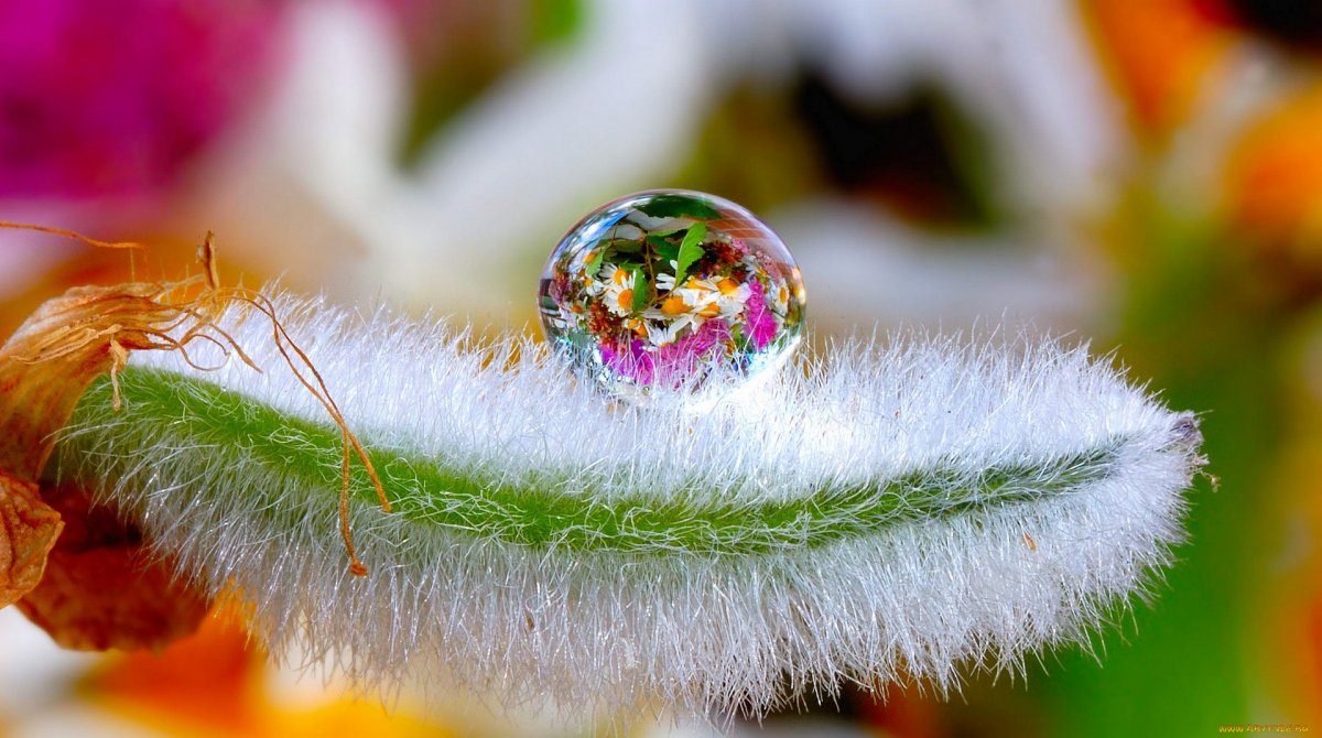 Красивые макрофотографии природы