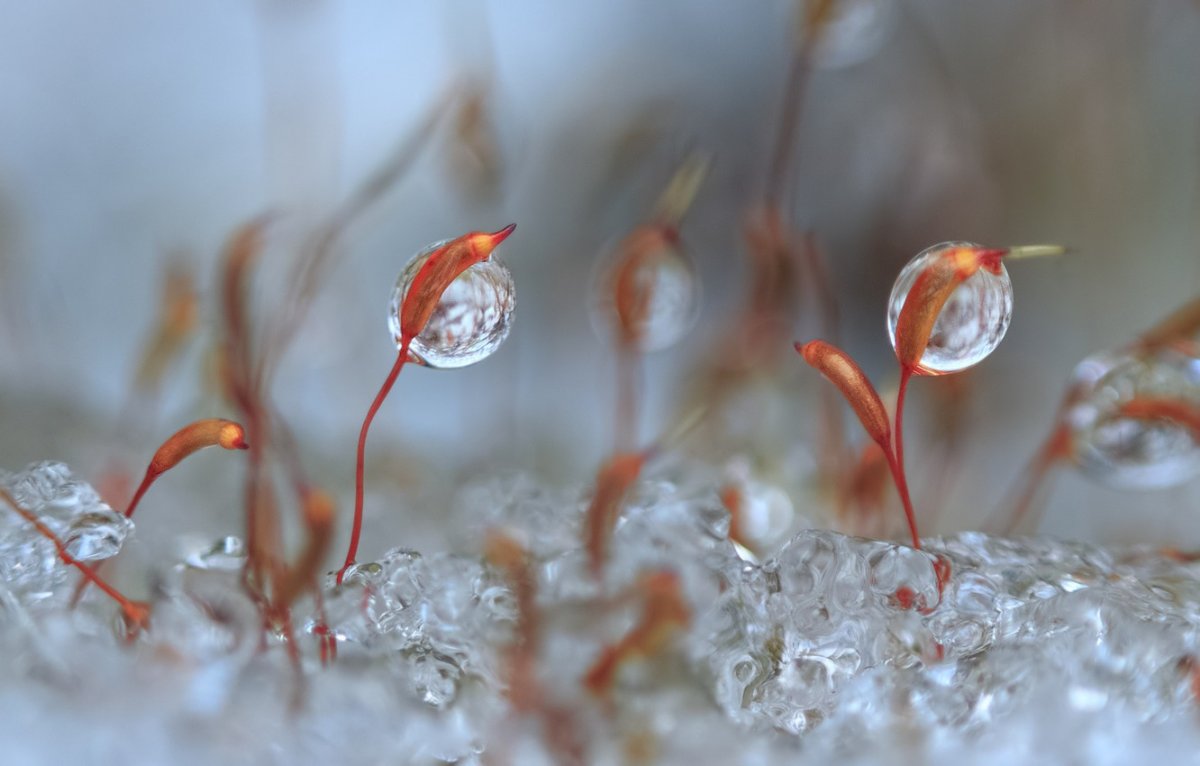 Сосульки макро