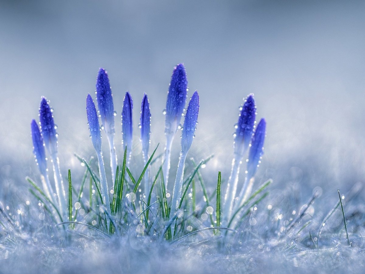 Цветы в снегу