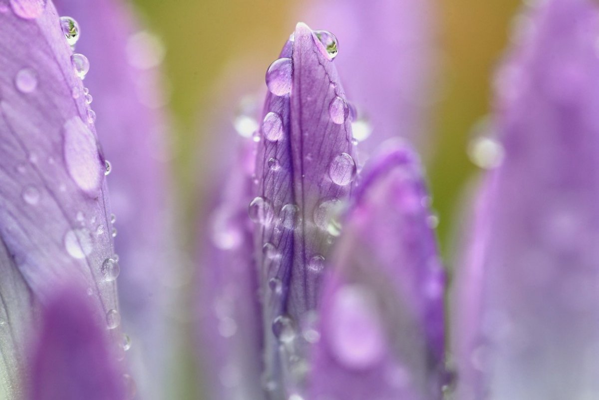 Весенняя капель