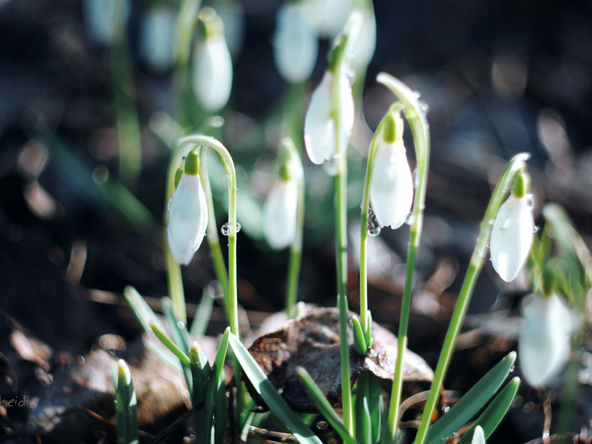 Раннецветущие растения Подснежник