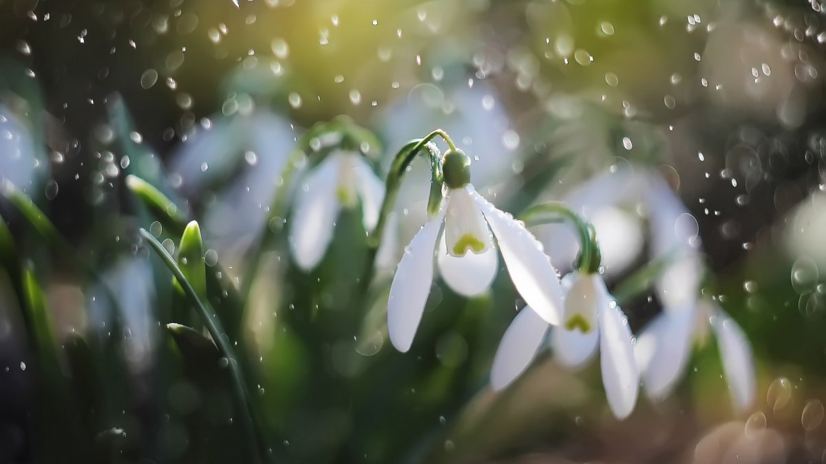 Подснежники макро