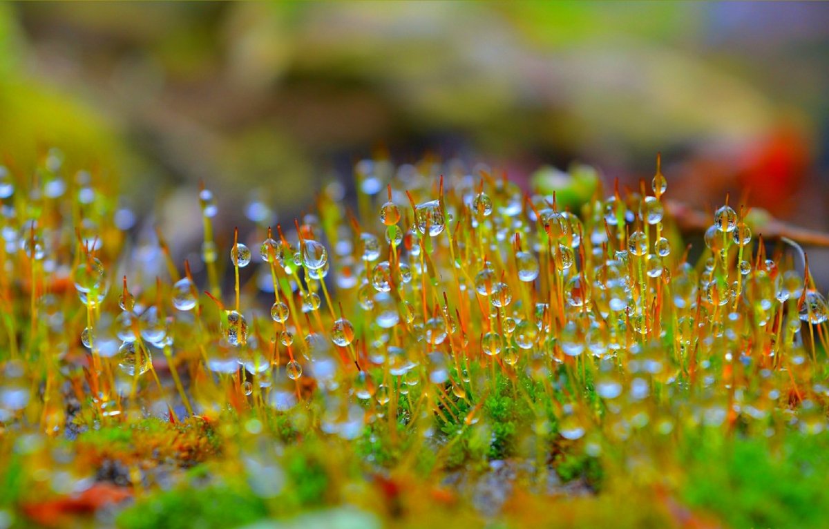 Весенняя капель