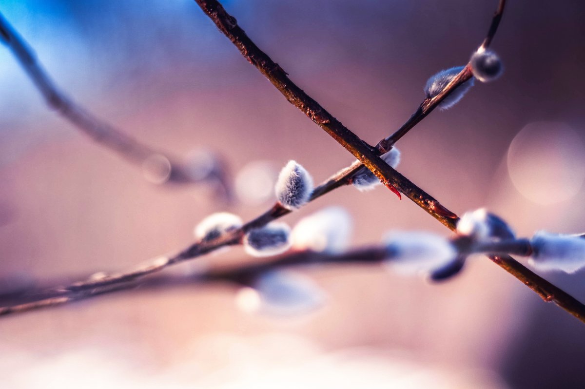 Весна Верба