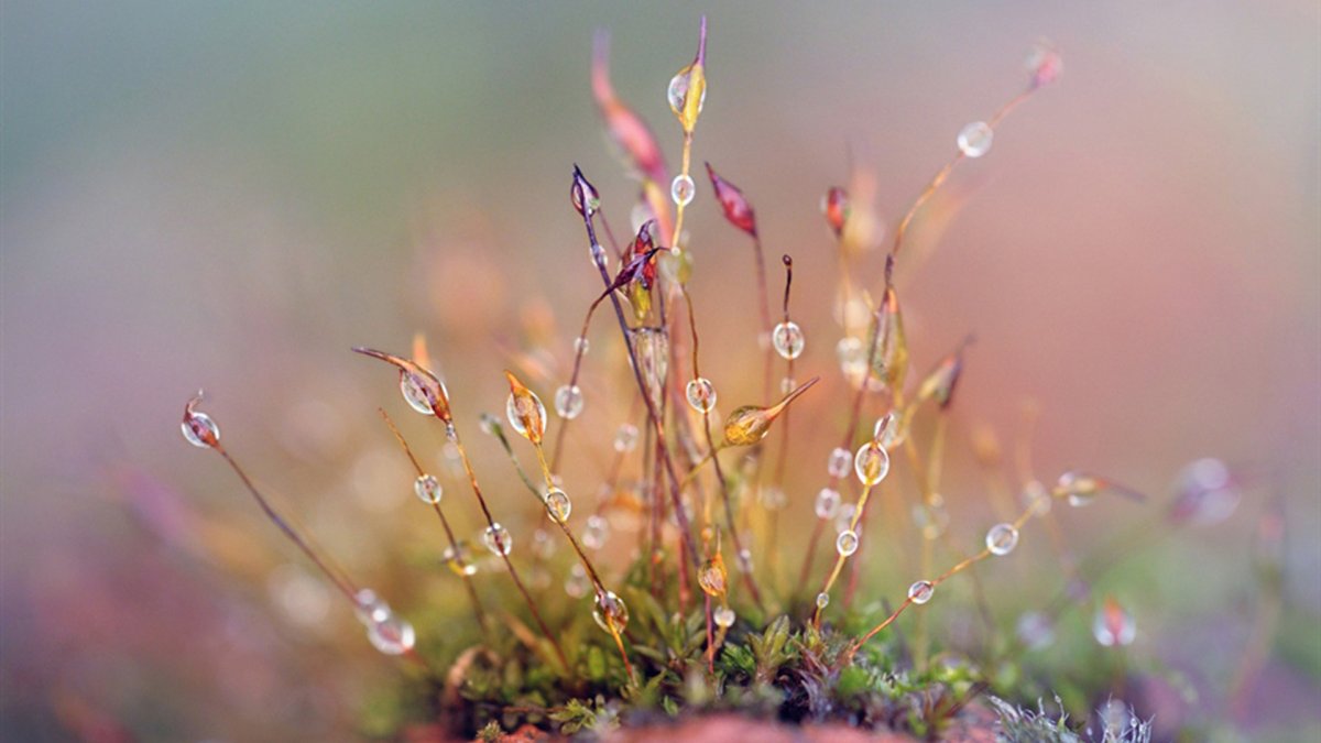 Природа макро