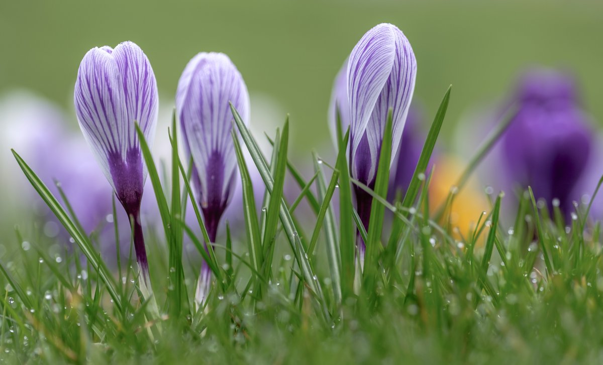 Весенние цветы с травкой