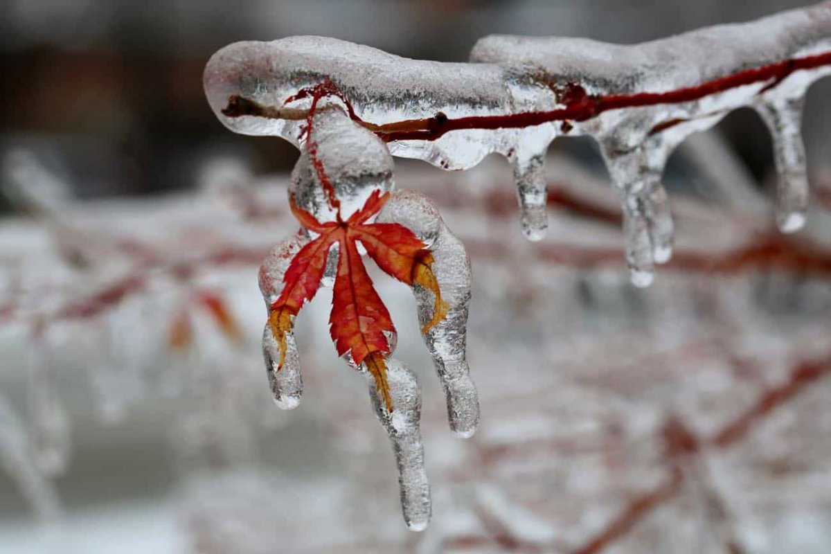 Ветки во льду