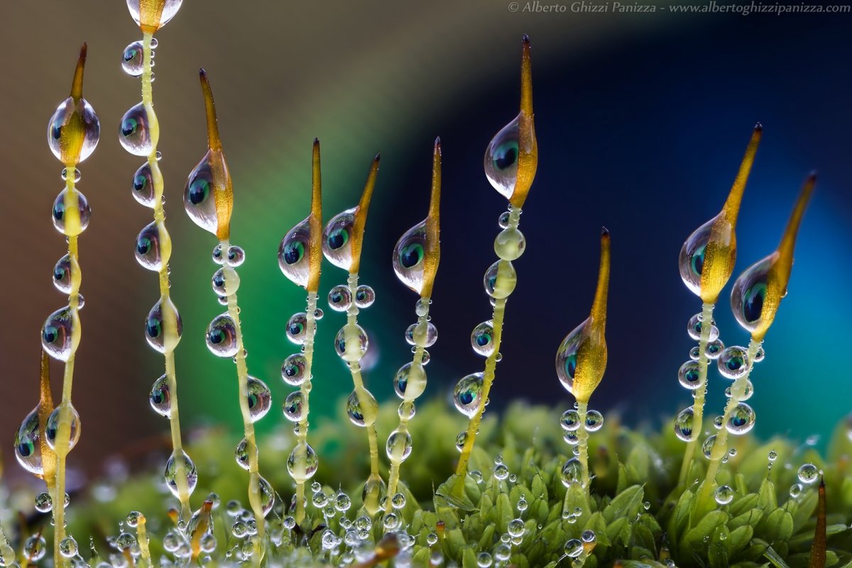 Весенняя капель