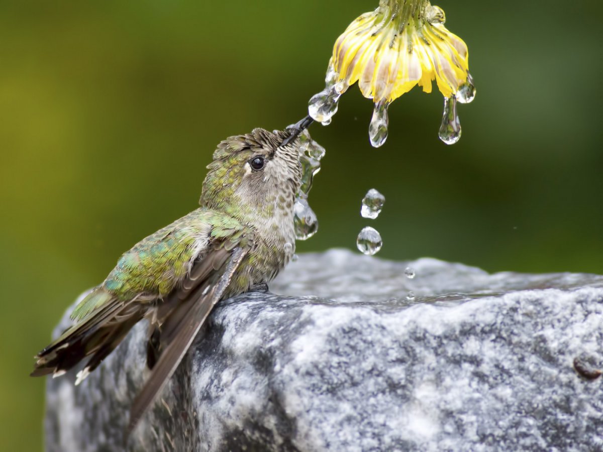 Капель и птицы