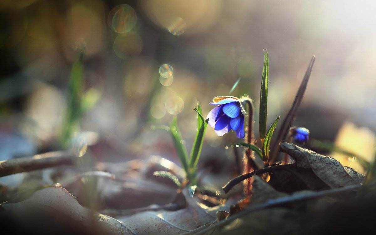 Цветы Макросъемка