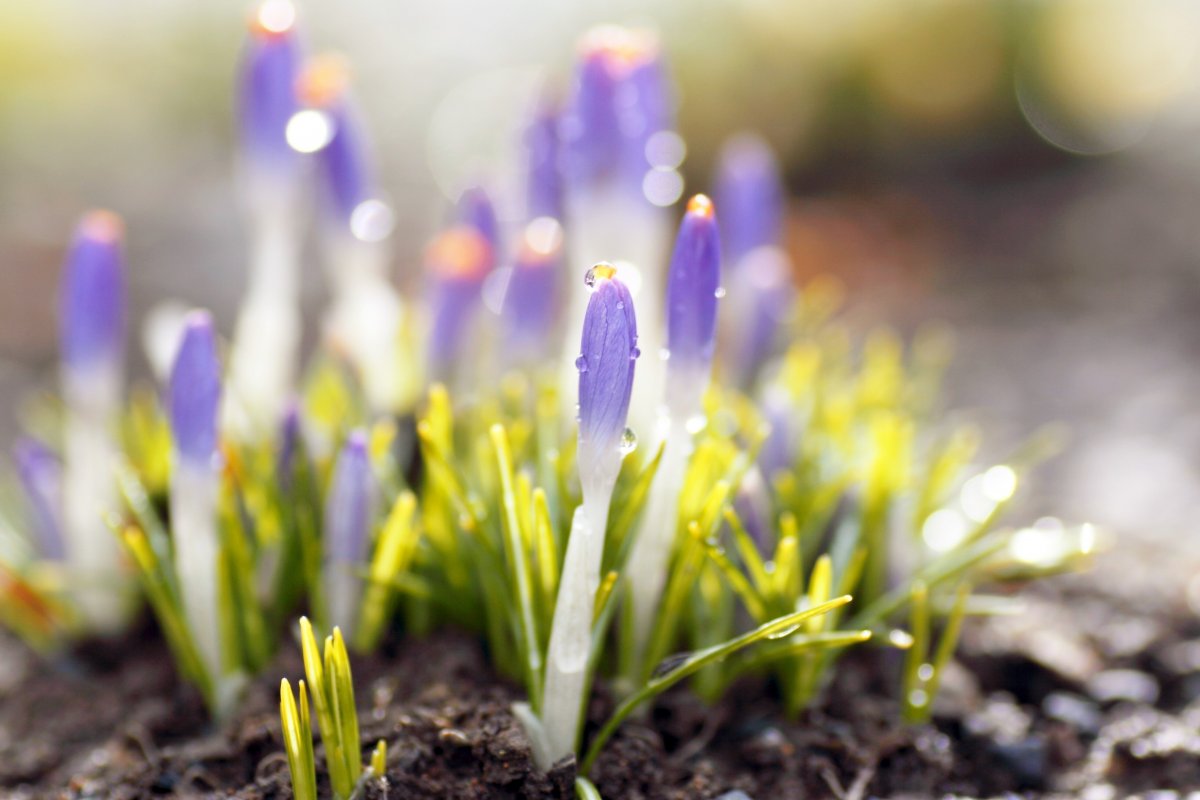 Весенний цветок на земле на