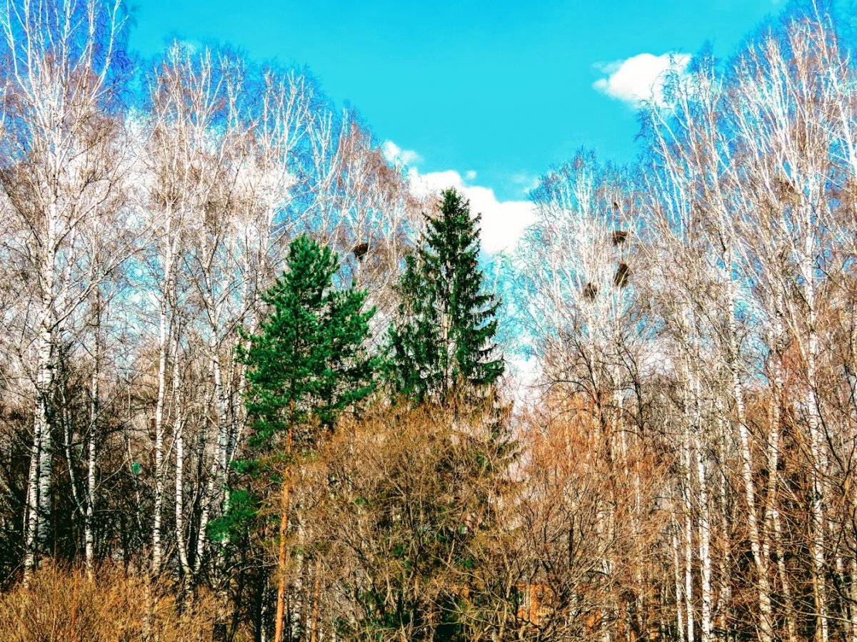 Сибирь весной