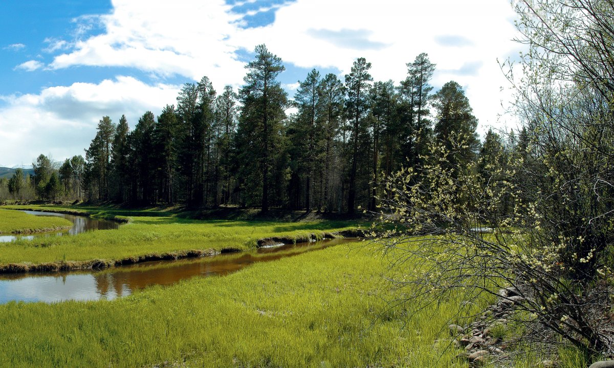 Природа Сибири весной