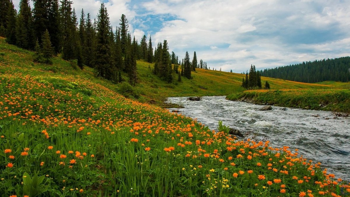 Луга Саяны жарки