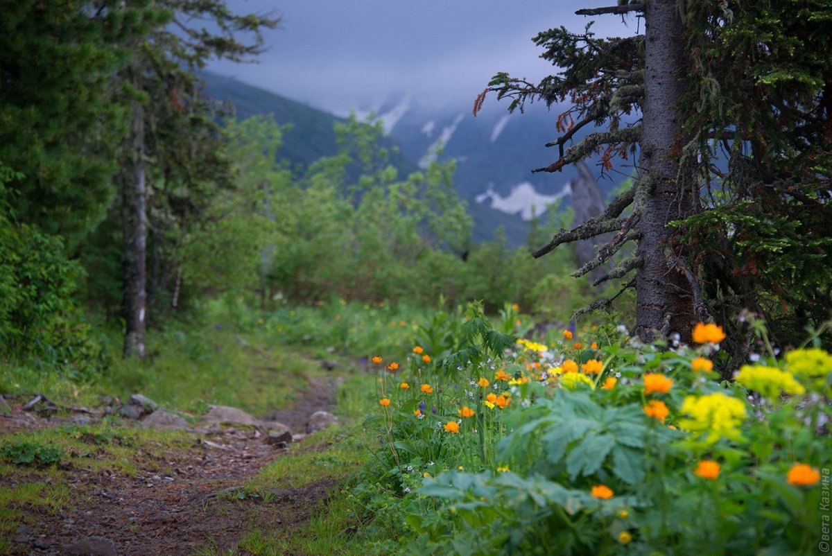 Горный Алтай Тайга