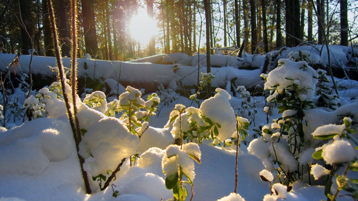 Природа ноябрь Сибирь