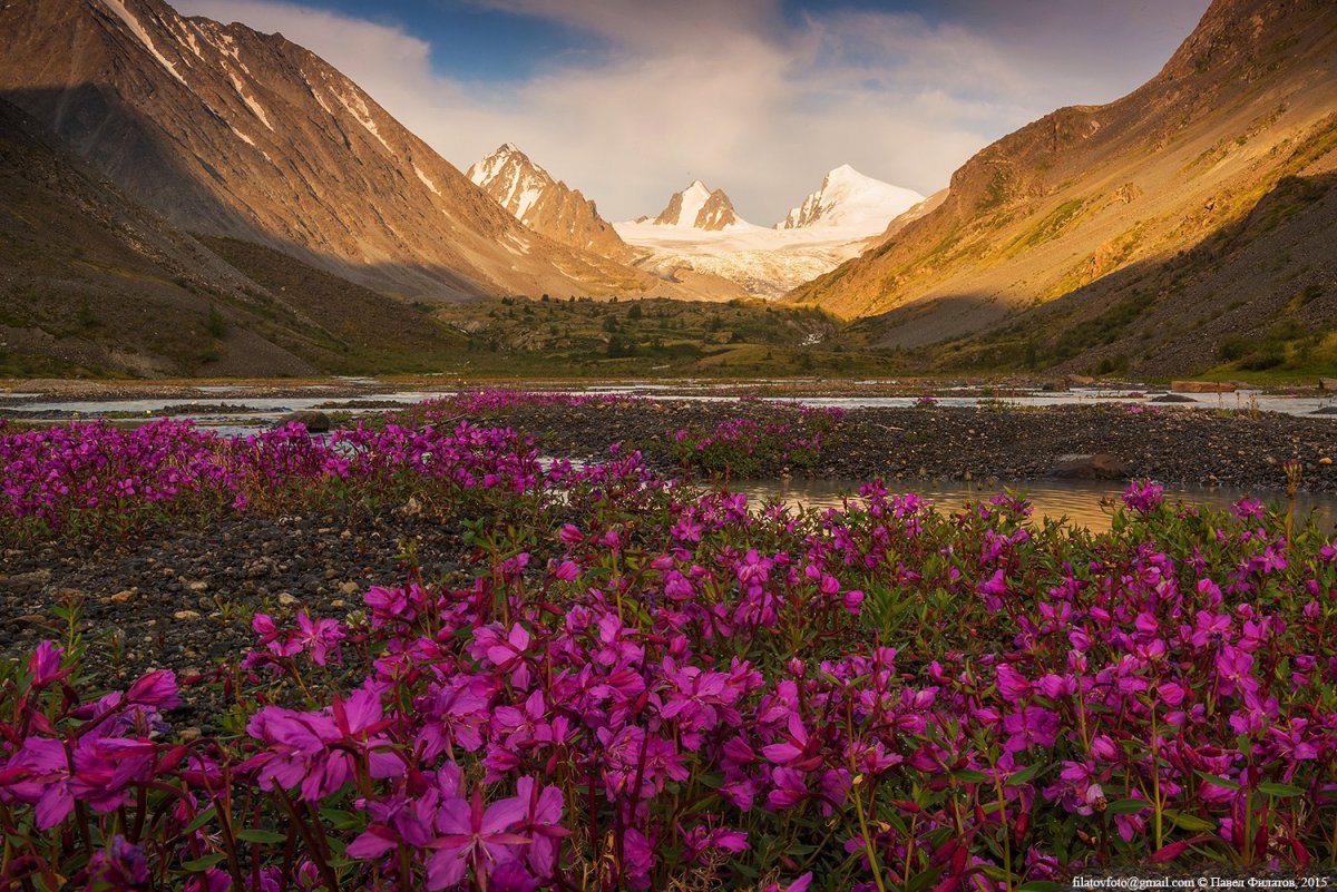 Золотые горы Алтая Флора