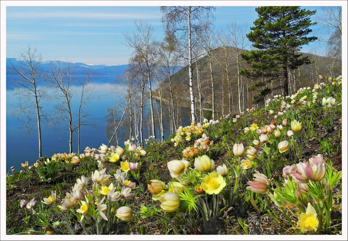 Сибирь весной