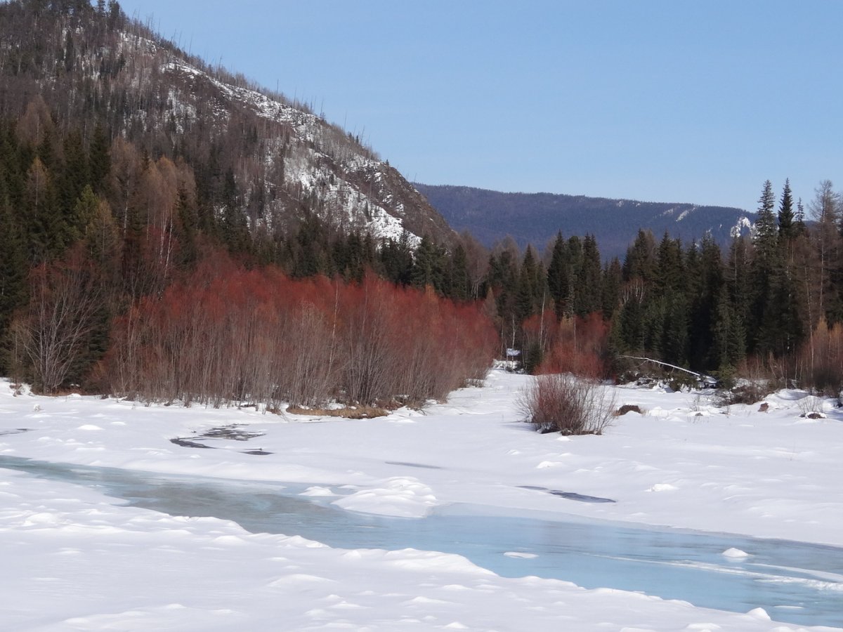 Весна Сибирь Тайга ХМАО